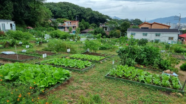 도심 속 초록 일구는 강북…도시농업 체험장 텃밭 분양
