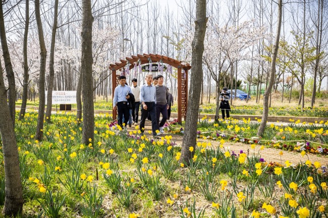 계양아라온 수선화 절정…윤환 구청장 현장 점검