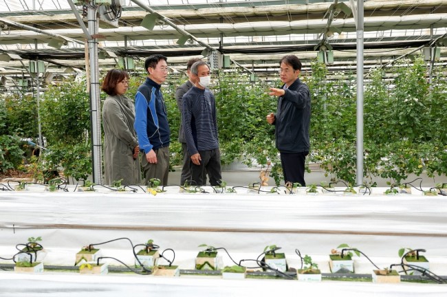 고양시, 고품질 장미 재배 농가 방문…화훼 산업 경쟁력 확인